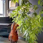 Alte Klavierfabrik 3*